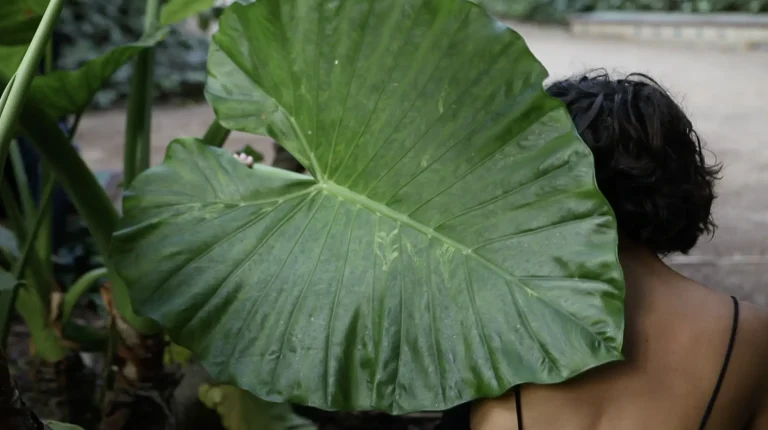 Jana, de pelo corto y oscuro, está al aire libre, parcialmente oculta tras una gran hoja verde que le cubre la mayor parte de la cara, dejando a la vista sólo parte del pelo y el hombro derecho.